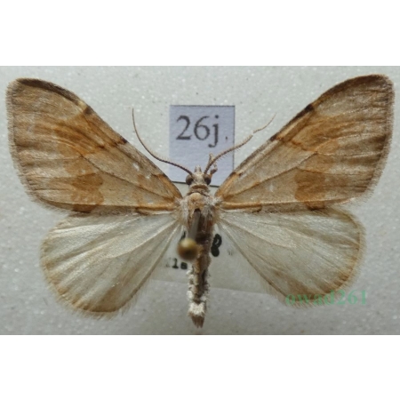 Pennithera firmata (Hübner, 1822) male Paśnik trwalnik Czech26j